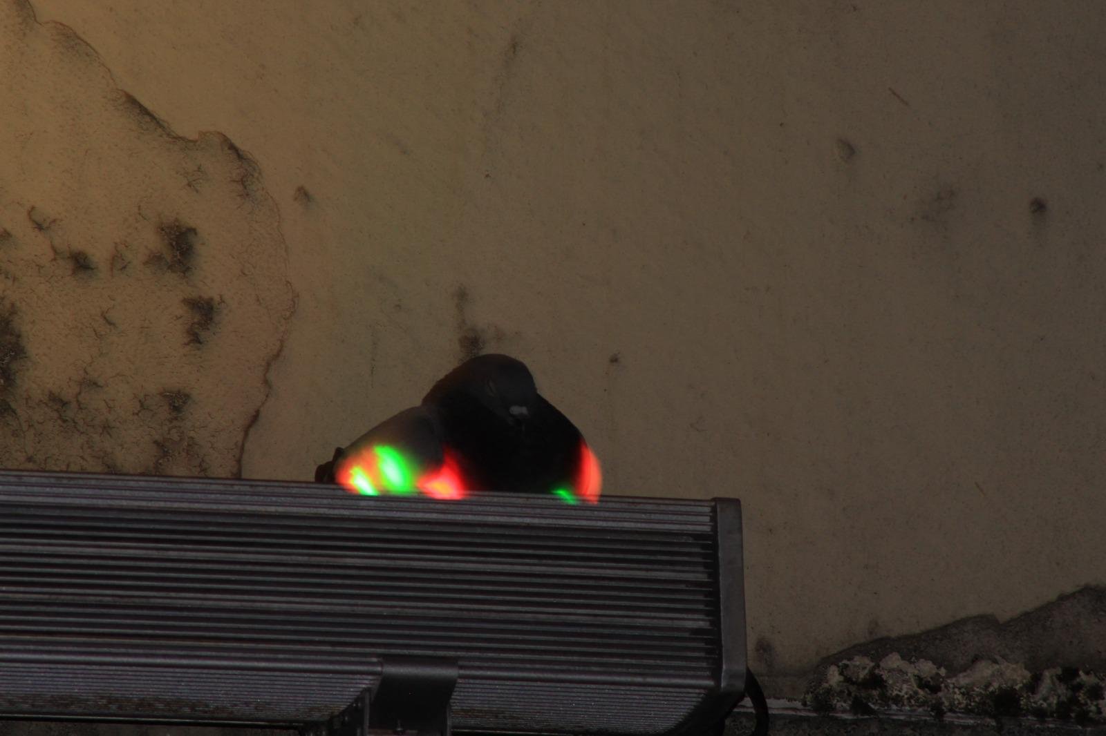 Pigeon illuminated by red and green reflections in a dark urban setting — Joe Passage
