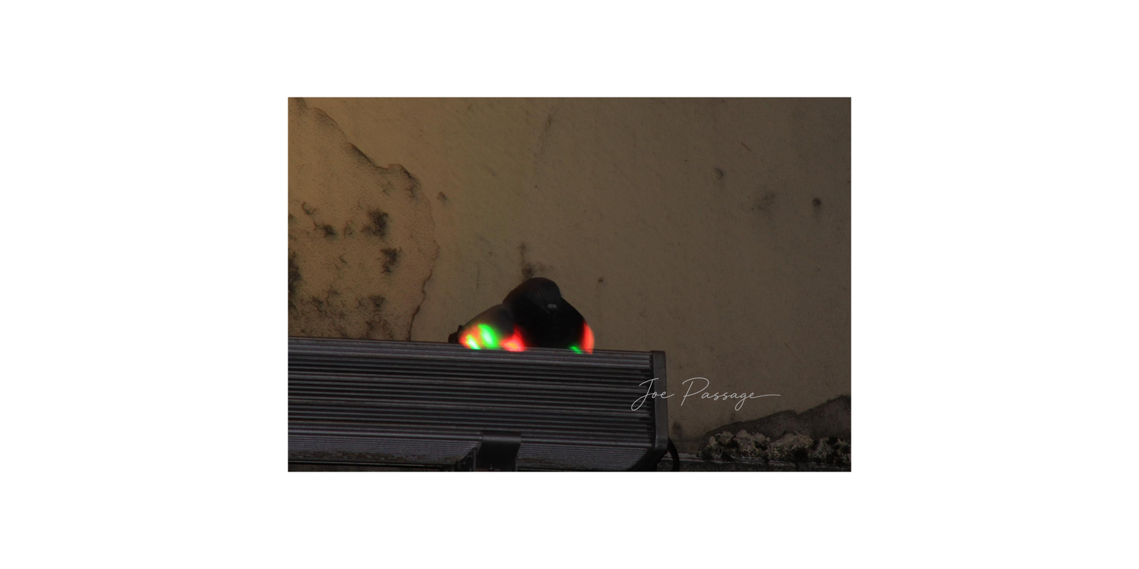A dark pigeon resting behind a bench with red and green light reflections on its feathers.